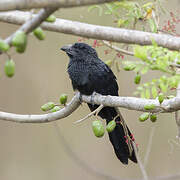 Groove-billed Ani