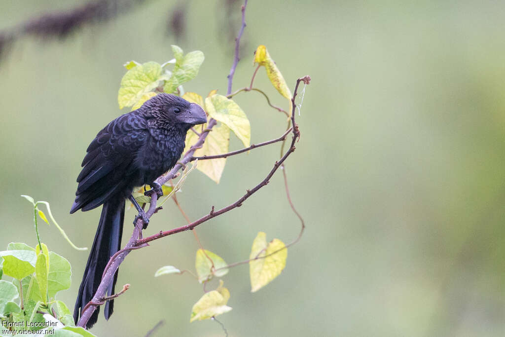 Smooth-billed Aniadult, identification