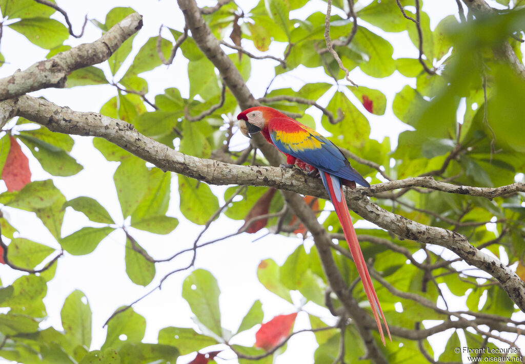 Scarlet Macawadult