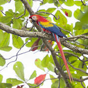 Scarlet Macaw