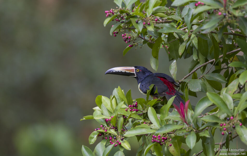 Collared Aracari