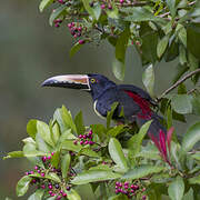 Collared Aracari