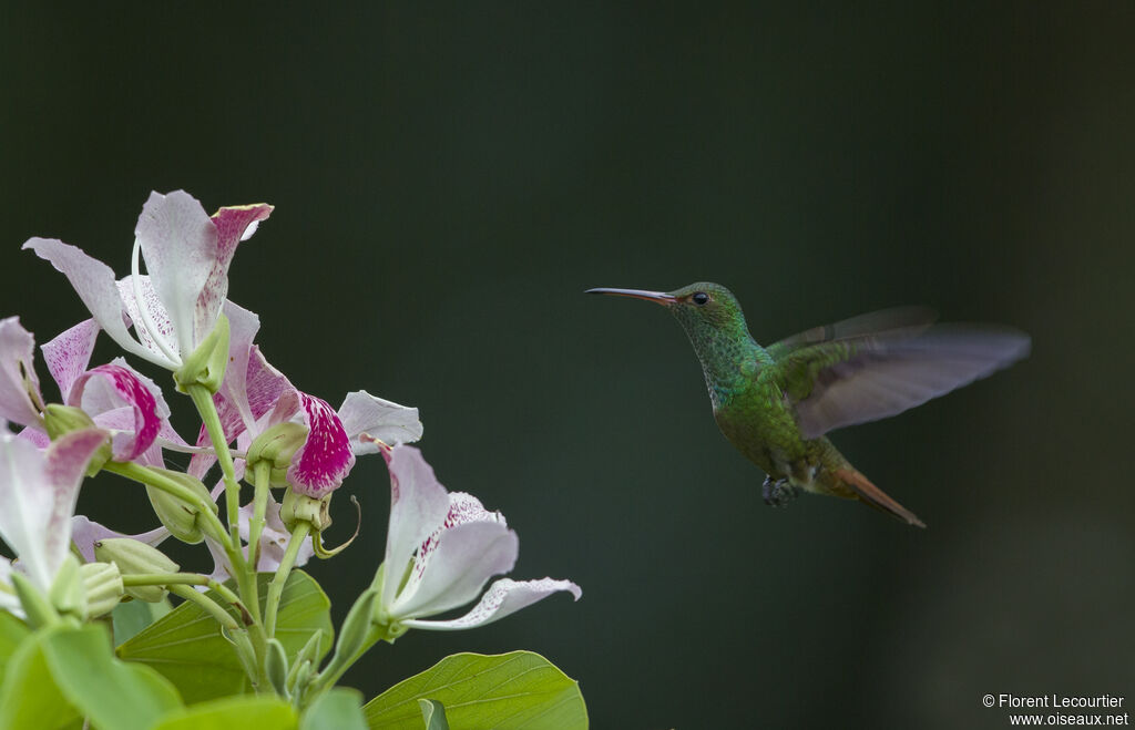 Rufous-tailed Hummingbird