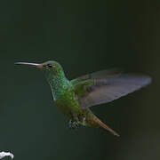 Rufous-tailed Hummingbird