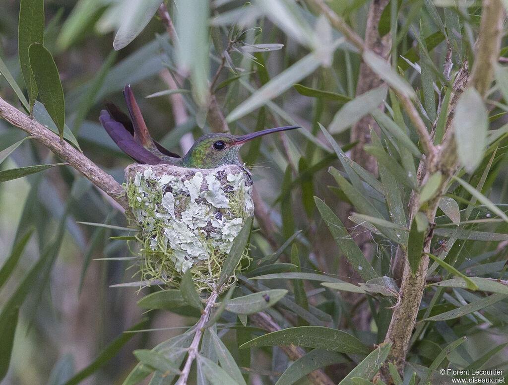 Rufous-tailed Hummingbird