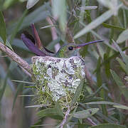 Rufous-tailed Hummingbird