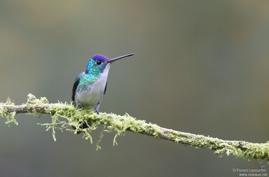 Andean Emerald male adult