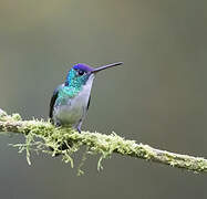 Andean Emerald