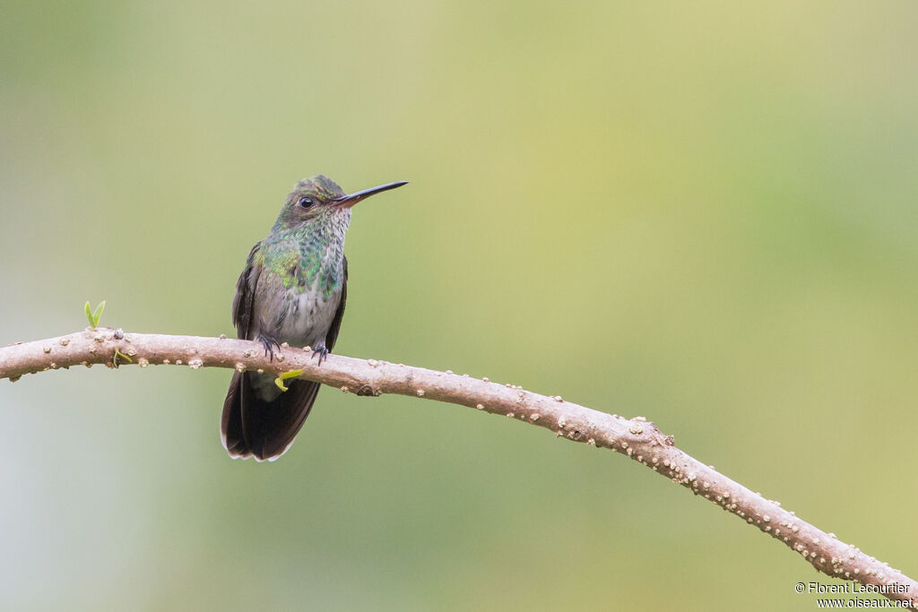 Glittering-throated Emerald