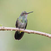 Glittering-throated Emerald