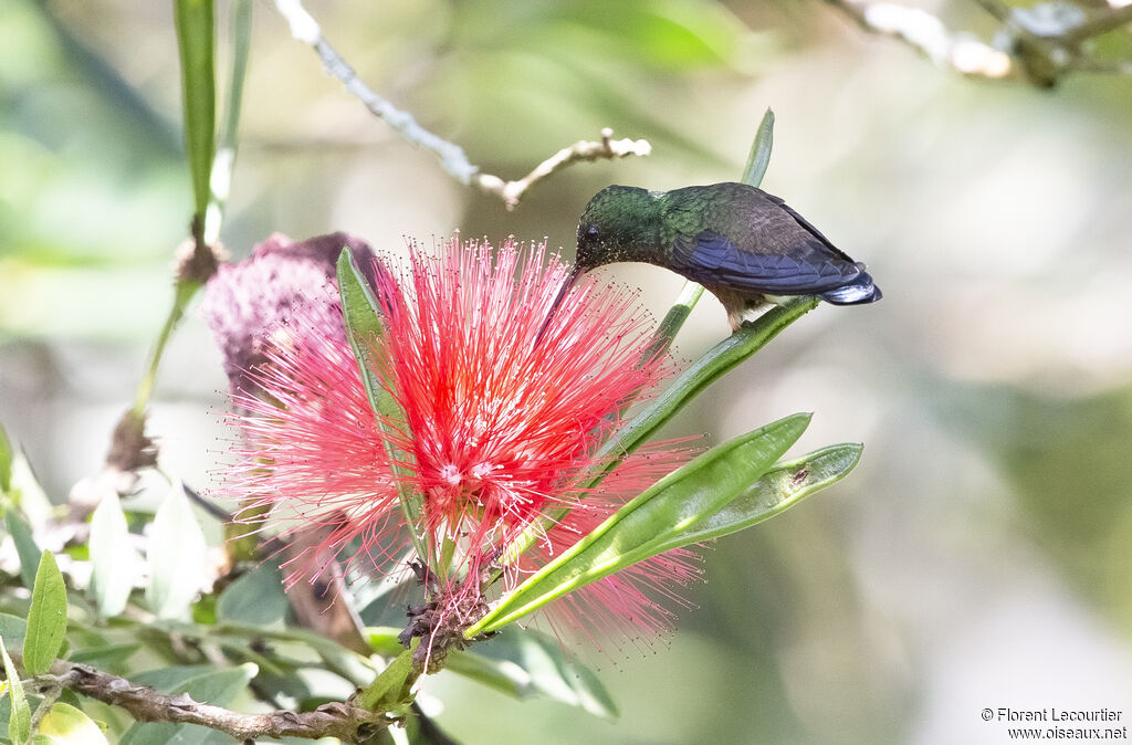 Steely-vented Hummingbird