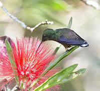 Steely-vented Hummingbird