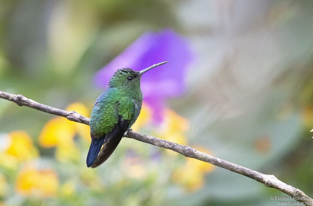 Steely-vented Hummingbird