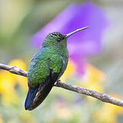 Steely-vented Hummingbird