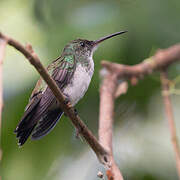 Plain-bellied Emerald