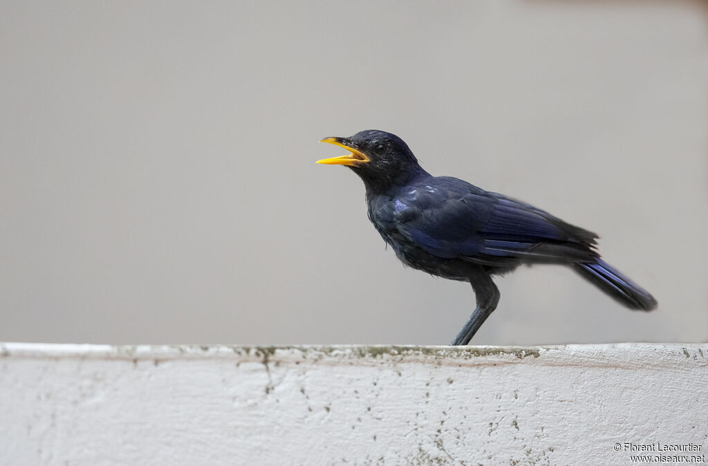 Blue Whistling Thrush