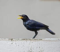 Blue Whistling Thrush