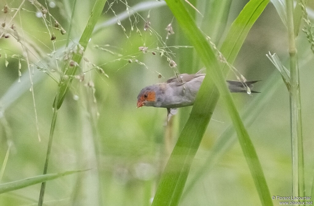 Orange-cheeked Waxbill