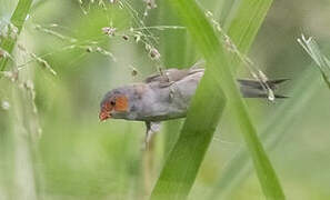 Orange-cheeked Waxbill