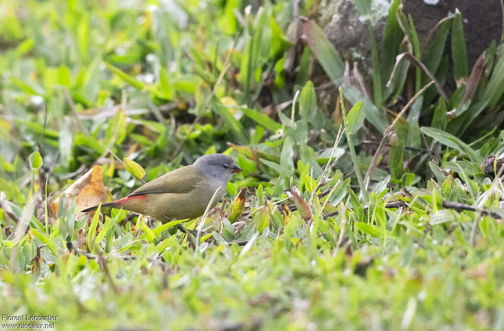 Yellow-bellied Waxbilladult