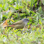 Yellow-bellied Waxbill