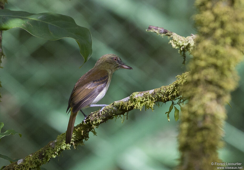 Bright-rumped Attila