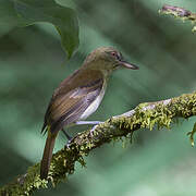 Bright-rumped Attila