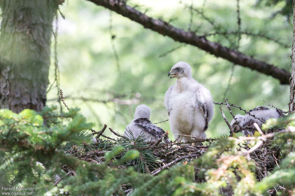 Northern Goshawk female Poussin, identification