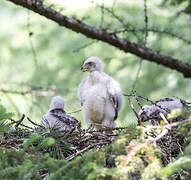 Eurasian Goshawk