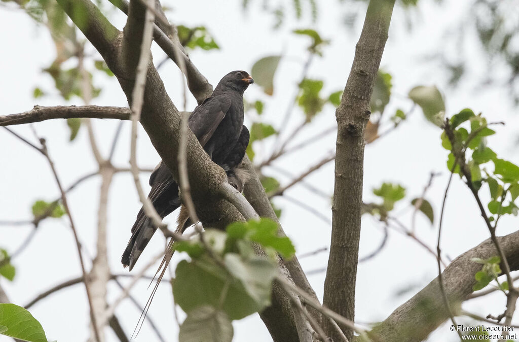 Gabar Goshawk