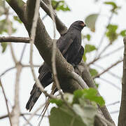 Gabar Goshawk