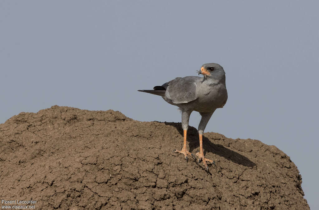 Dark Chanting Goshawk