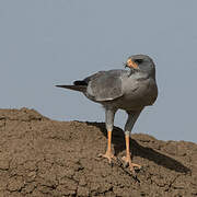 Dark Chanting Goshawk