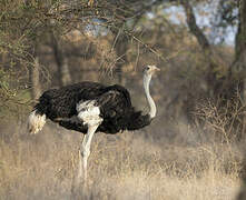 Somali Ostrich