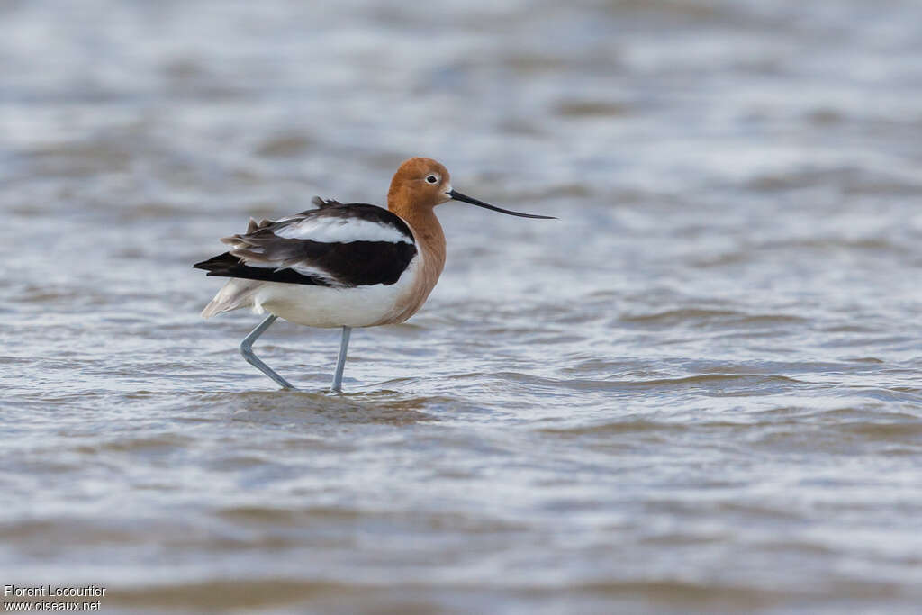 Avocette d'Amériqueadulte nuptial, identification