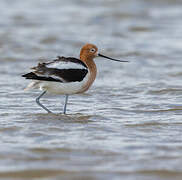 Avocette d'Amérique