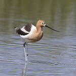 Avocette d'Amérique