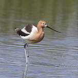 Avocette d'Amérique