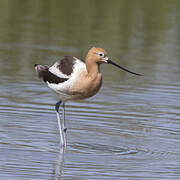 Avocette d'Amérique