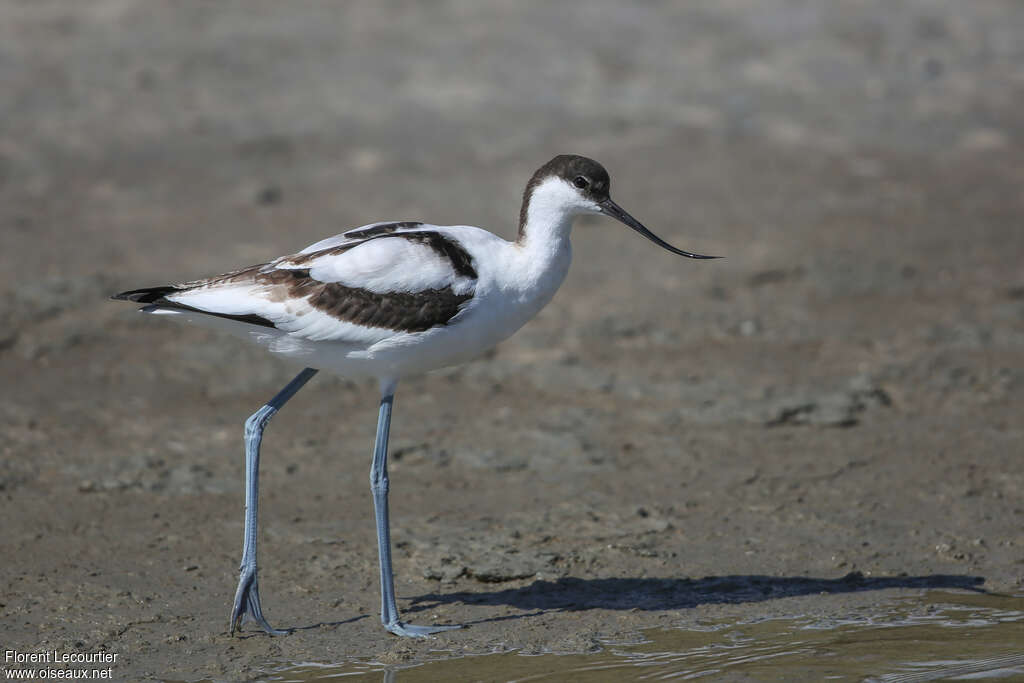 Avocette éléganteimmature, marche