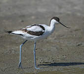 Avocette élégante