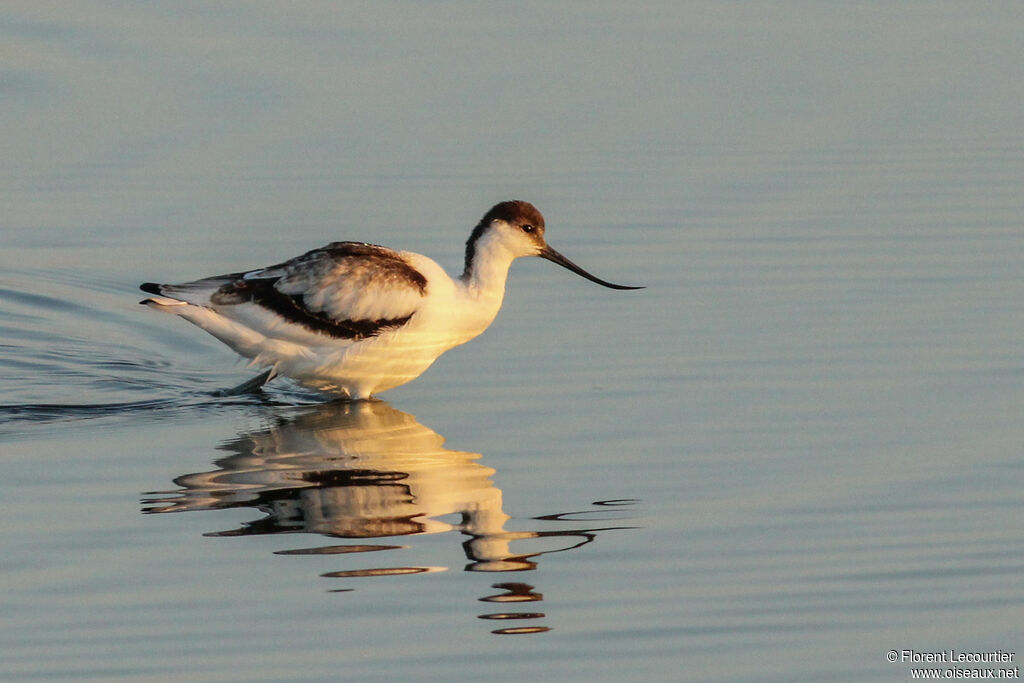 Avocette élégante