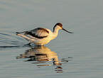 Avocette élégante