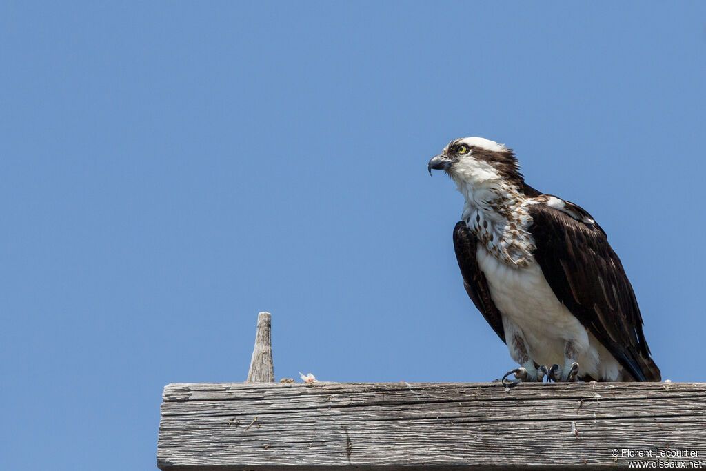 Osprey