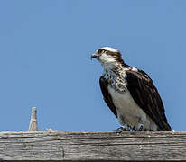 Western Osprey