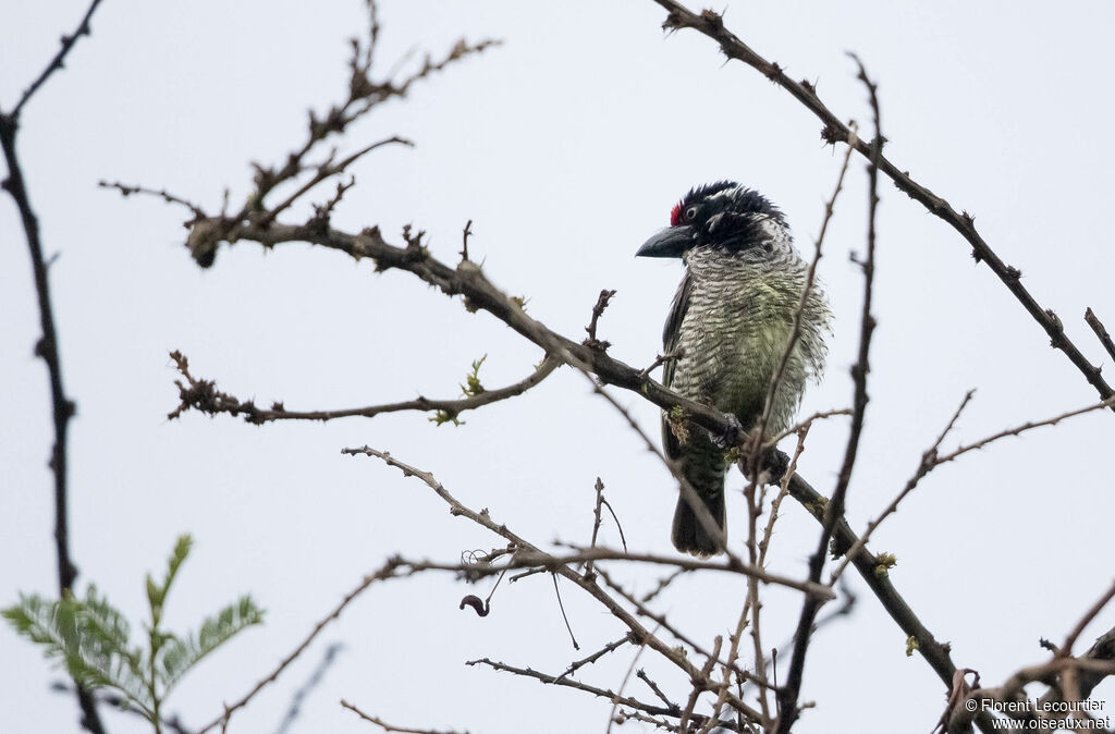 Banded Barbet