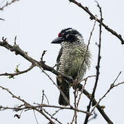 Banded Barbet