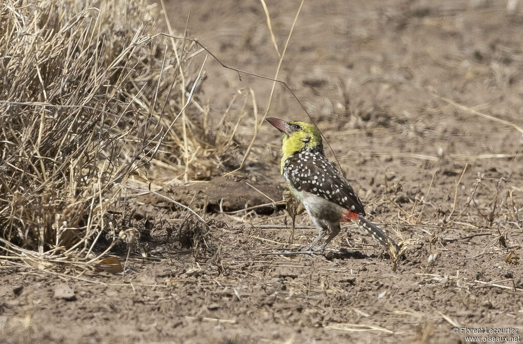 Yellow-breasted Barbet