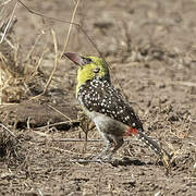 Yellow-breasted Barbet