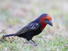 Black-billed Barbet